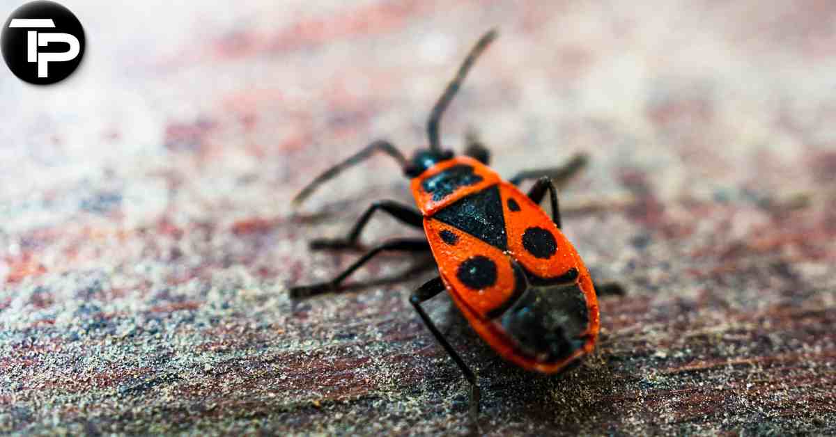 Does Lysol Kill Bed Bugs