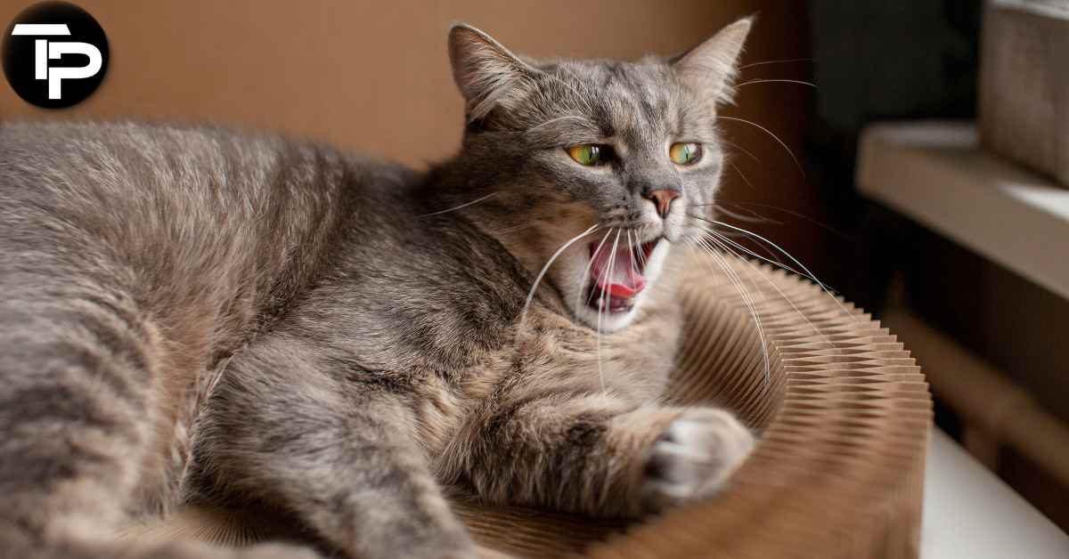 Why Is My Cat Sneezing