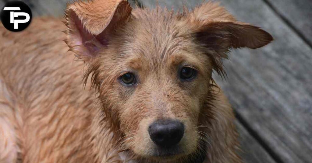 How to Clean Dogs Ears