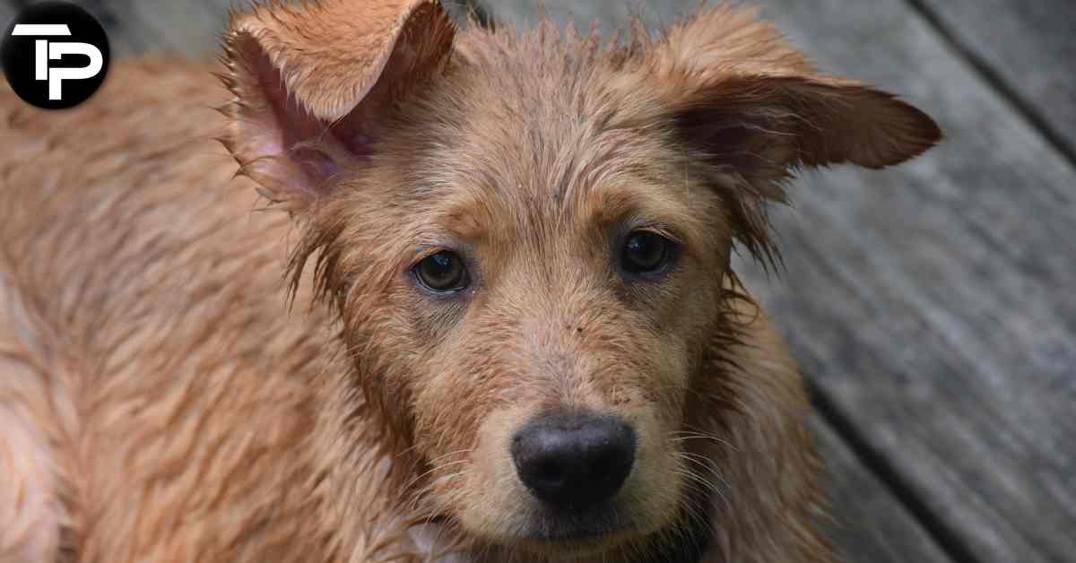 How to Clean Dogs Ears