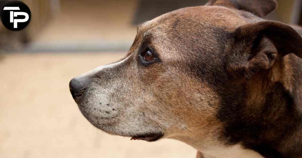 How to Clean Dogs Ears