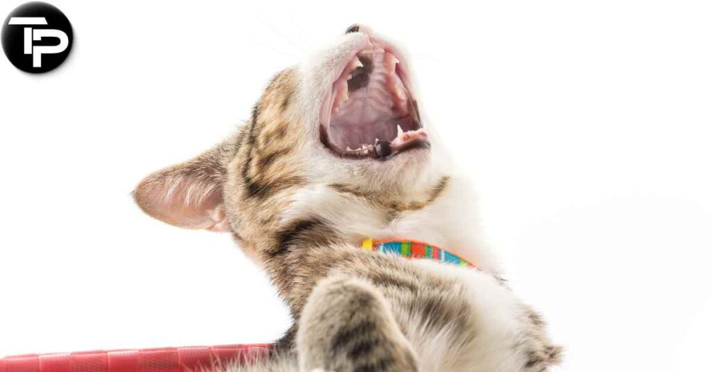 Why Is My Cat Sneezing