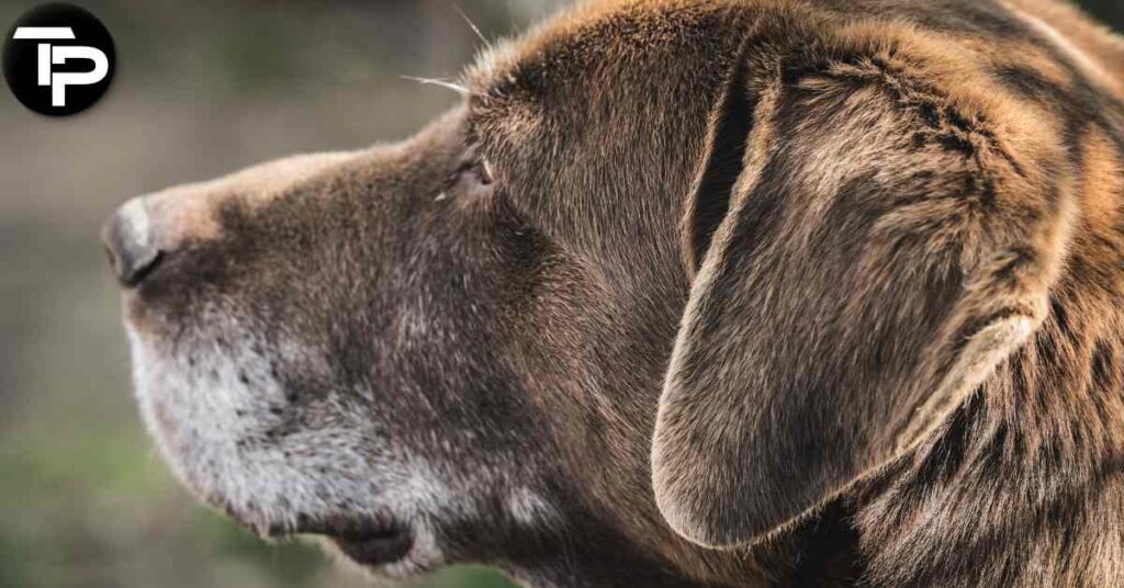 How to Clean Dogs Ears