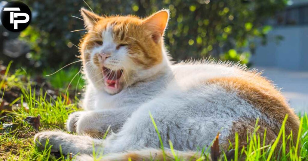 Why Is My Cat Sneezing