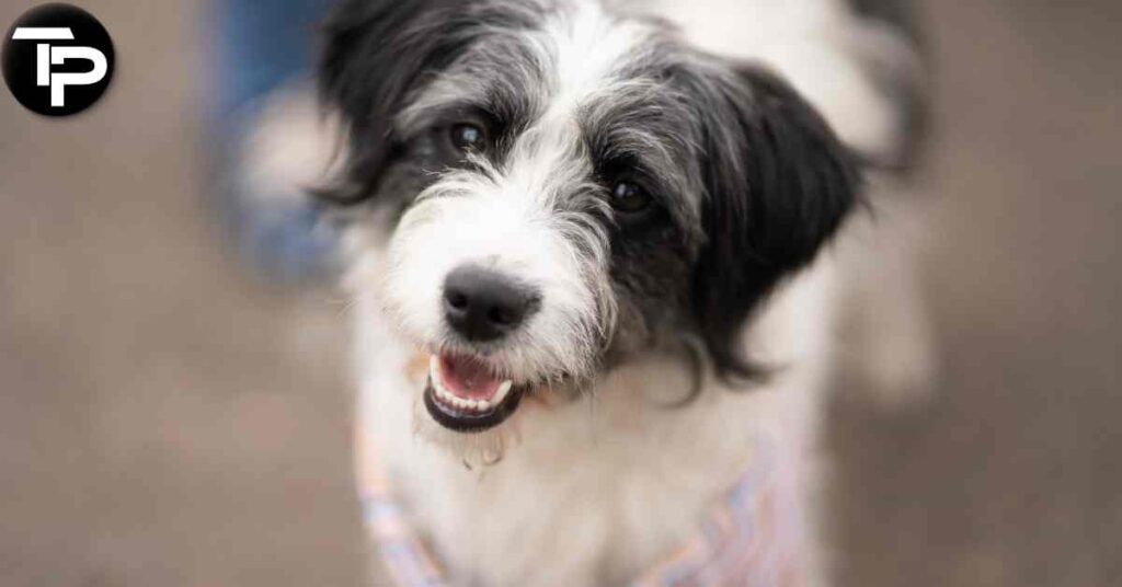 How to Clean Dogs Ears