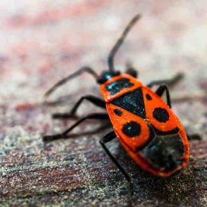 Does Lysol Kill Bed Bugs