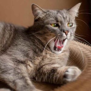 Why Is My Cat Sneezing