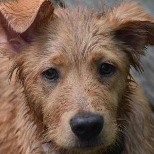 How to Clean Dogs Ears